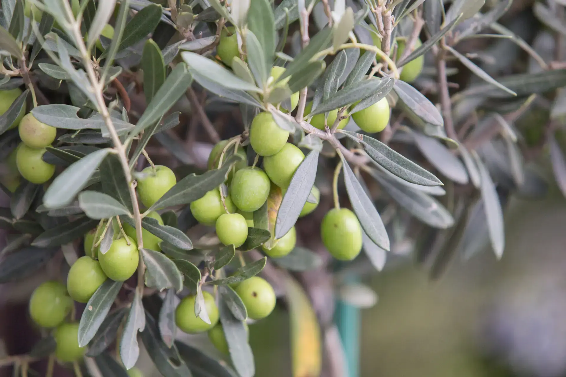 Olive tree branch at evening sunset light.